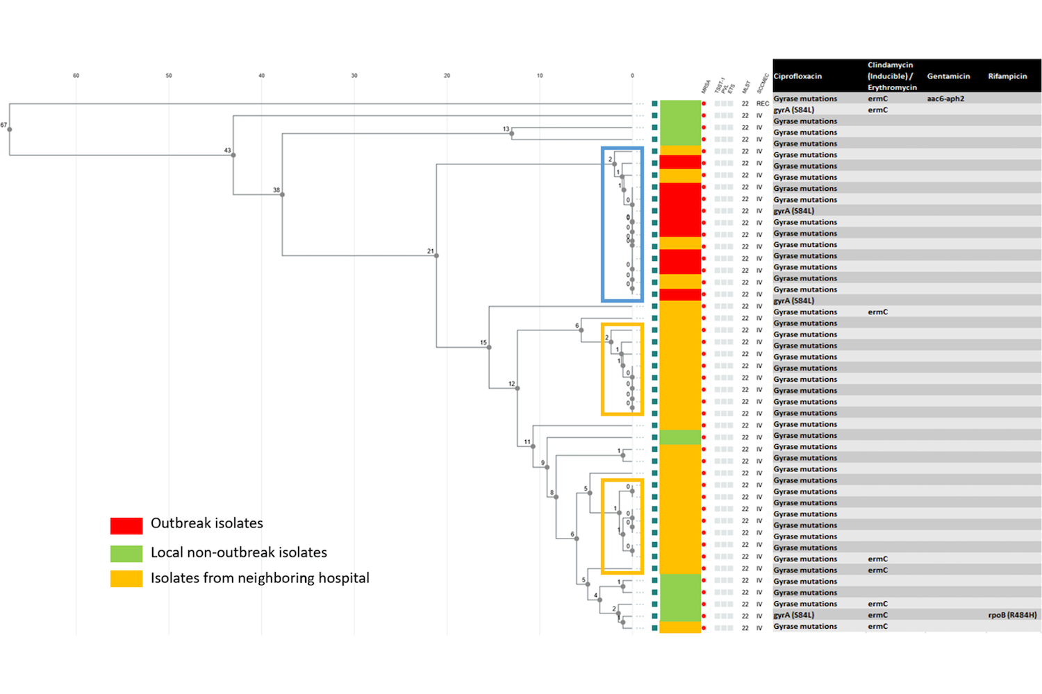 cgMLST phylogenetic tree